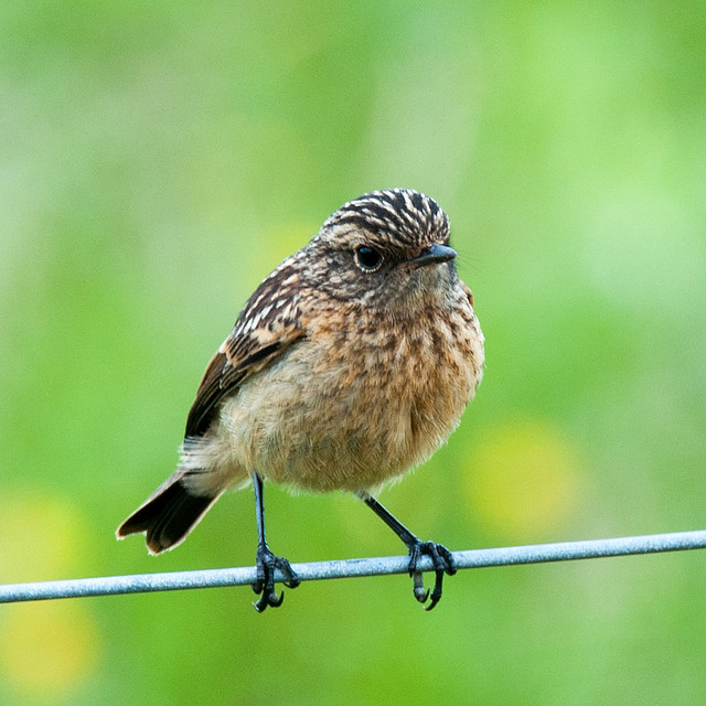 Young Stonechat