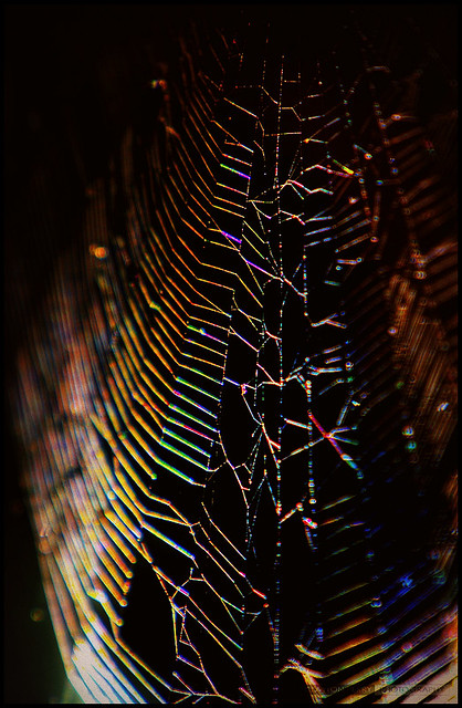 Rainbow Spider Web