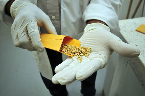 Biofortified rice 36 | Biofortified rice at CIAT's headquart… | Flickr