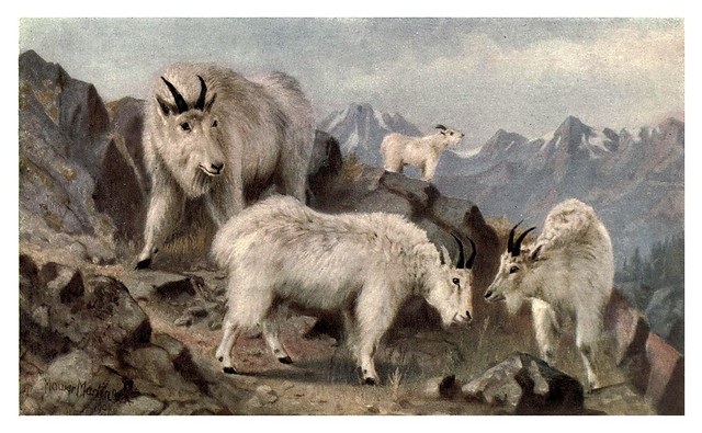 003-cabras montañesas del canada-Canada-1907- Thomas Martin Mower