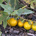 Flickr photo 'Tomatoes? Not!' by: BlueRidgeKitties.