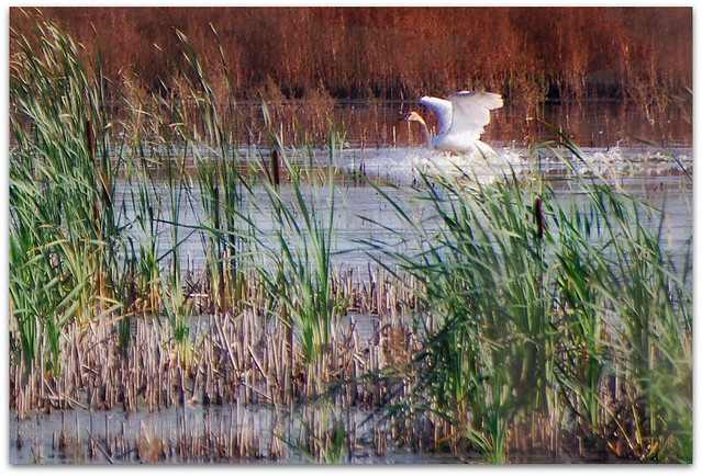 Bird - Trumpeter Swan
