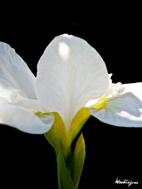 Iris Sibirica 'White Swirl'