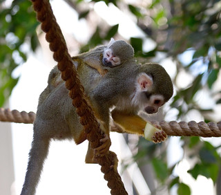 Squirrel Monkey Mom and Baby