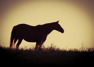 Horse at sunrise
