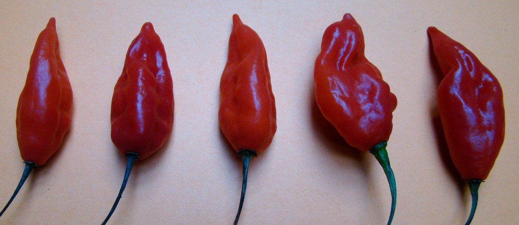 devil's tongue pepper