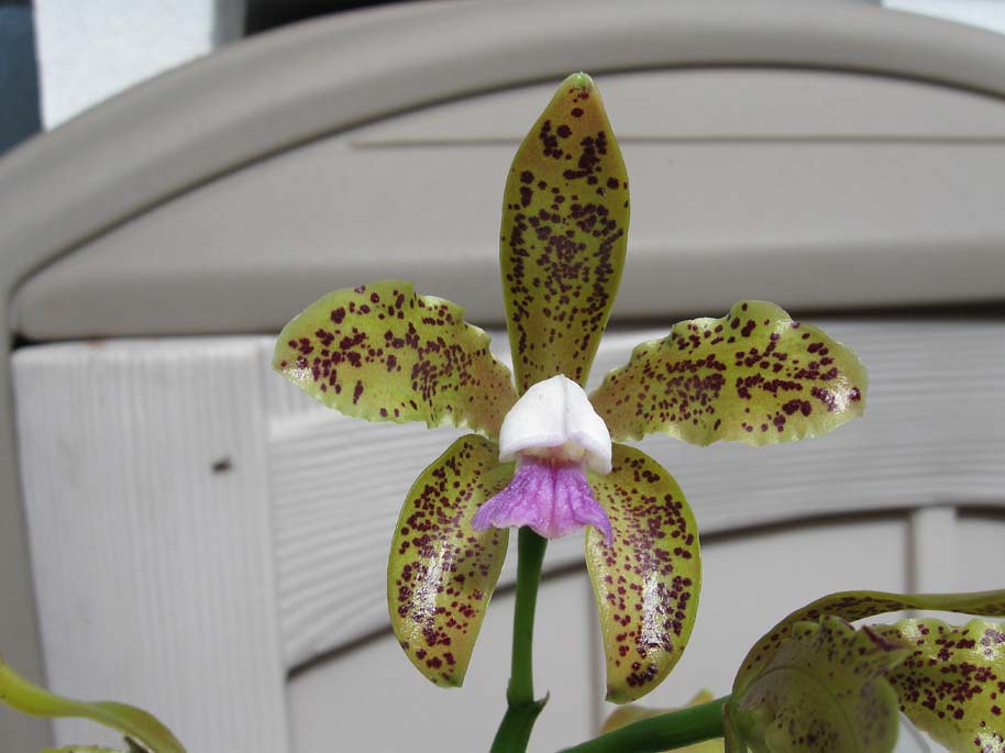 39 Sr coerulea × sib Orchid Orchidee Cattleya guttata var young plants 