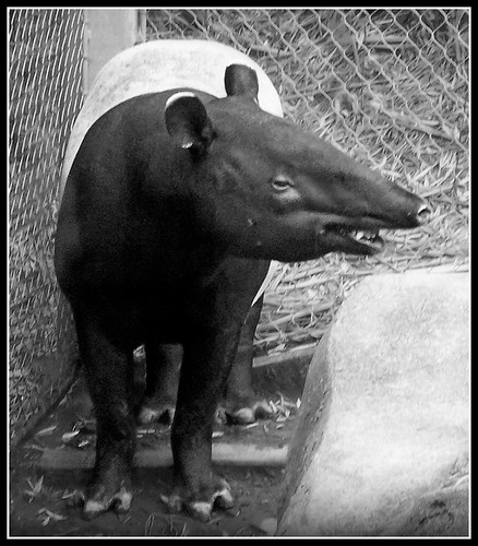 Tapir - I deciced to edit some of my previous photos to BW | by FurBabyLuv *Finally back Online