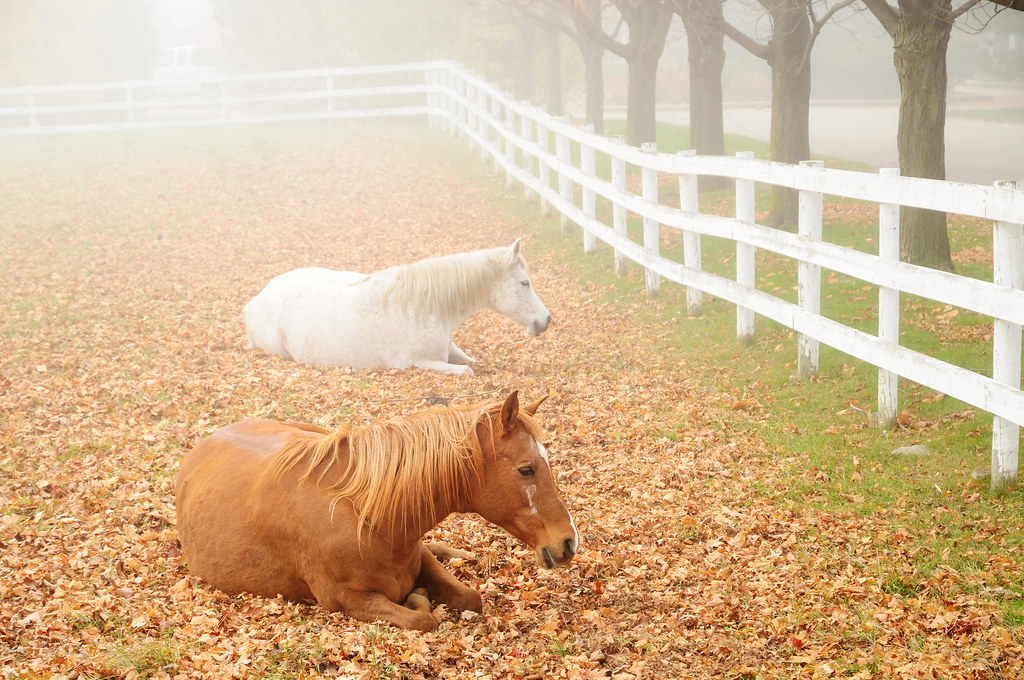 Horses in Fog by Glooscap