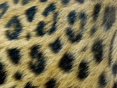 fur zoo texas tyler leopard caldwell caldwellzoo
