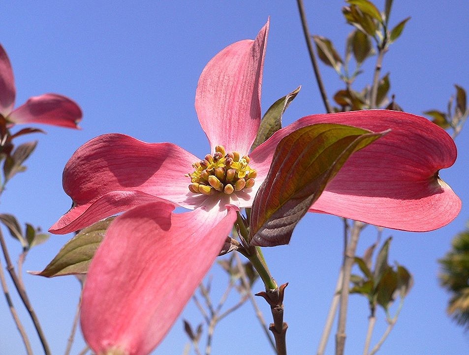 Pink Dogwood flower