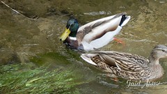 Divlje patke na rijeci Uni