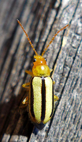 leaf beetle chrysomelidae synetocephalus