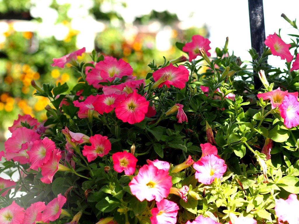 OLYMPUS DIGITAL CAMERA | OLYMPUS DIGITAL CAMERA | Flickr