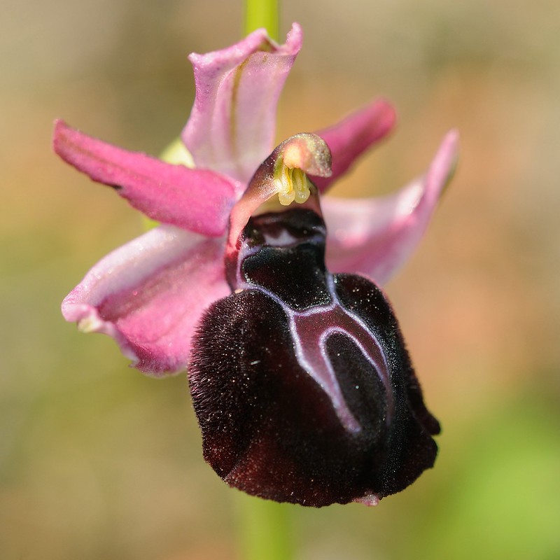 20160326-036F | Spruners Ragwurz (Ophrys spruneri). Kefalonia, 26.03.2016