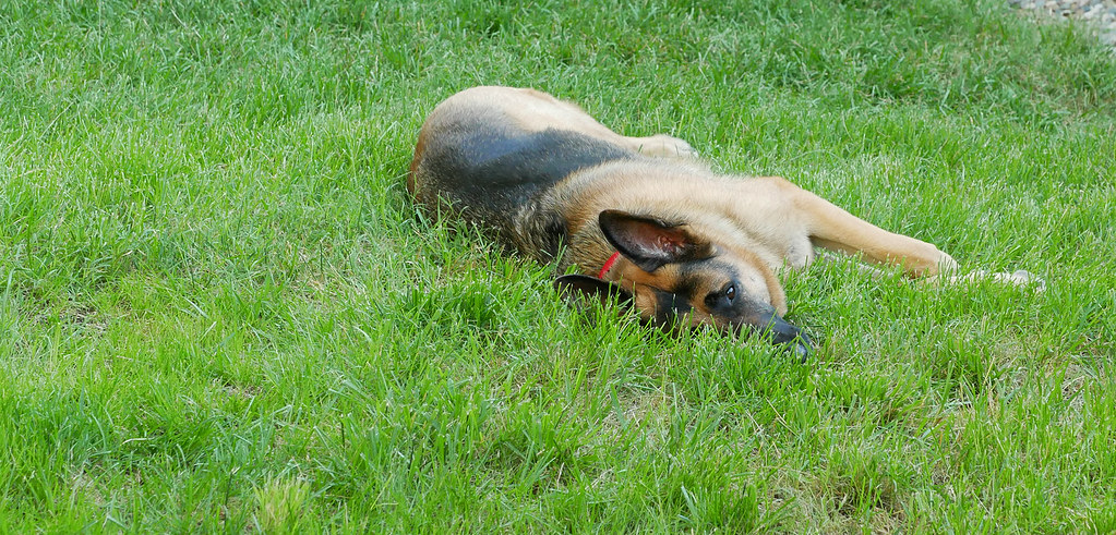 Carson Rolling on the Grass