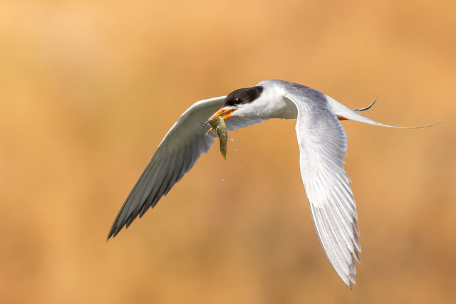Forster's Tern with fish (7D741757-1)