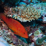 Corals' grouper