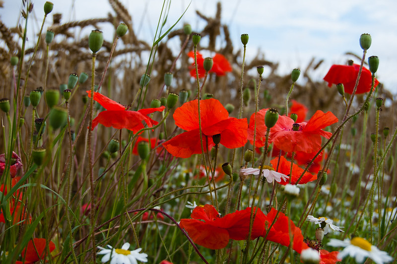 Poppies