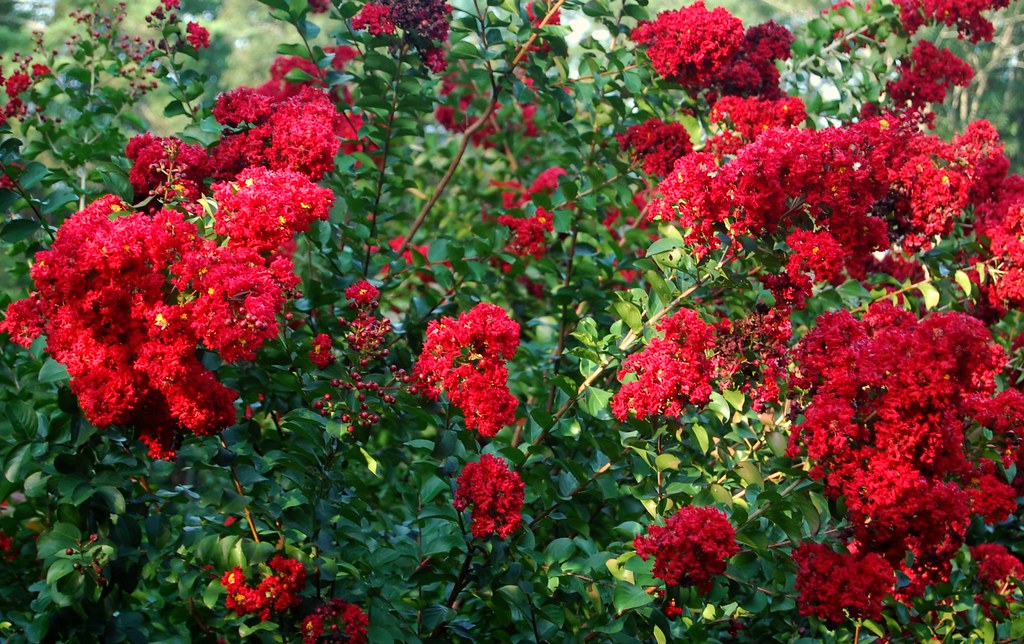 Crepe Myrtle "Dynamite" in Our Red Border - Late July by UGArdener