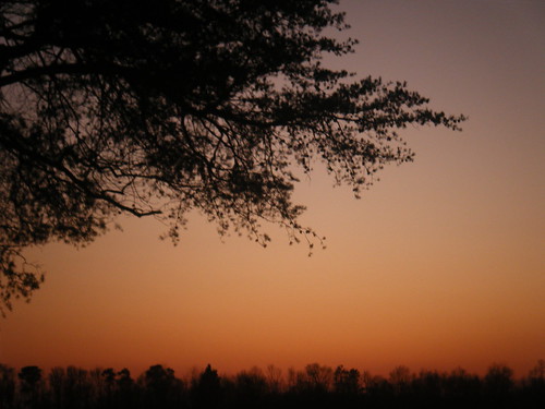 sunset orange tree elvis