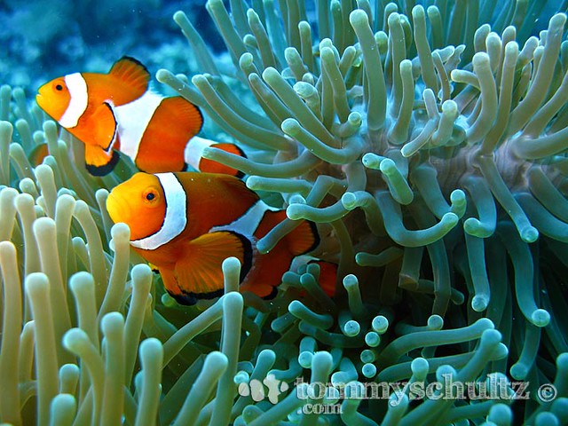 Clown fish family: underwater photography at Apo Island
