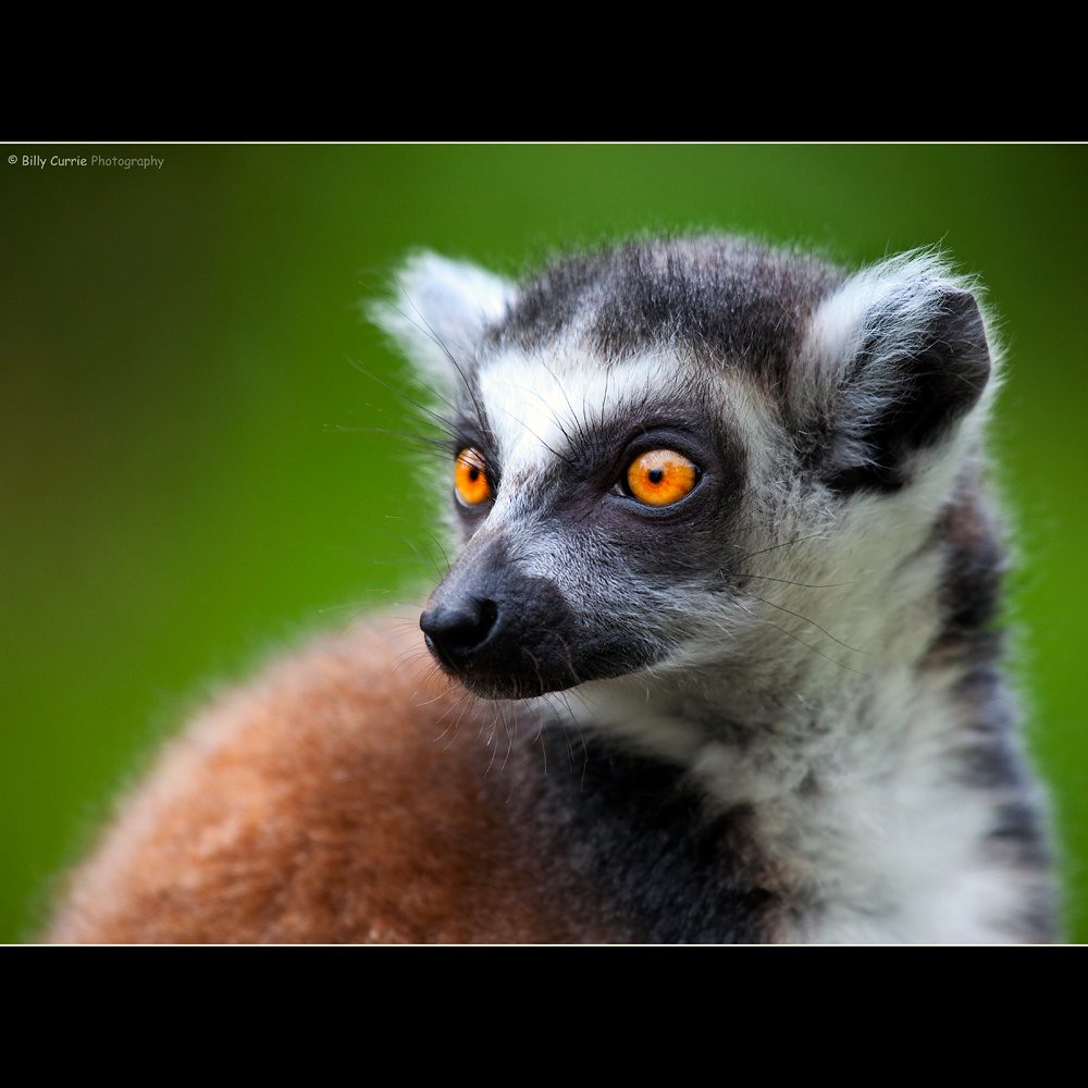 Ring Tailed Lemur by Billy Currie