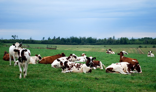 Aryshire Cattle