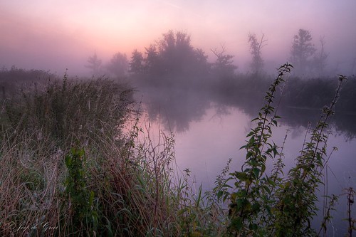 trees reflection reed fog sunrise stream hdr dommel