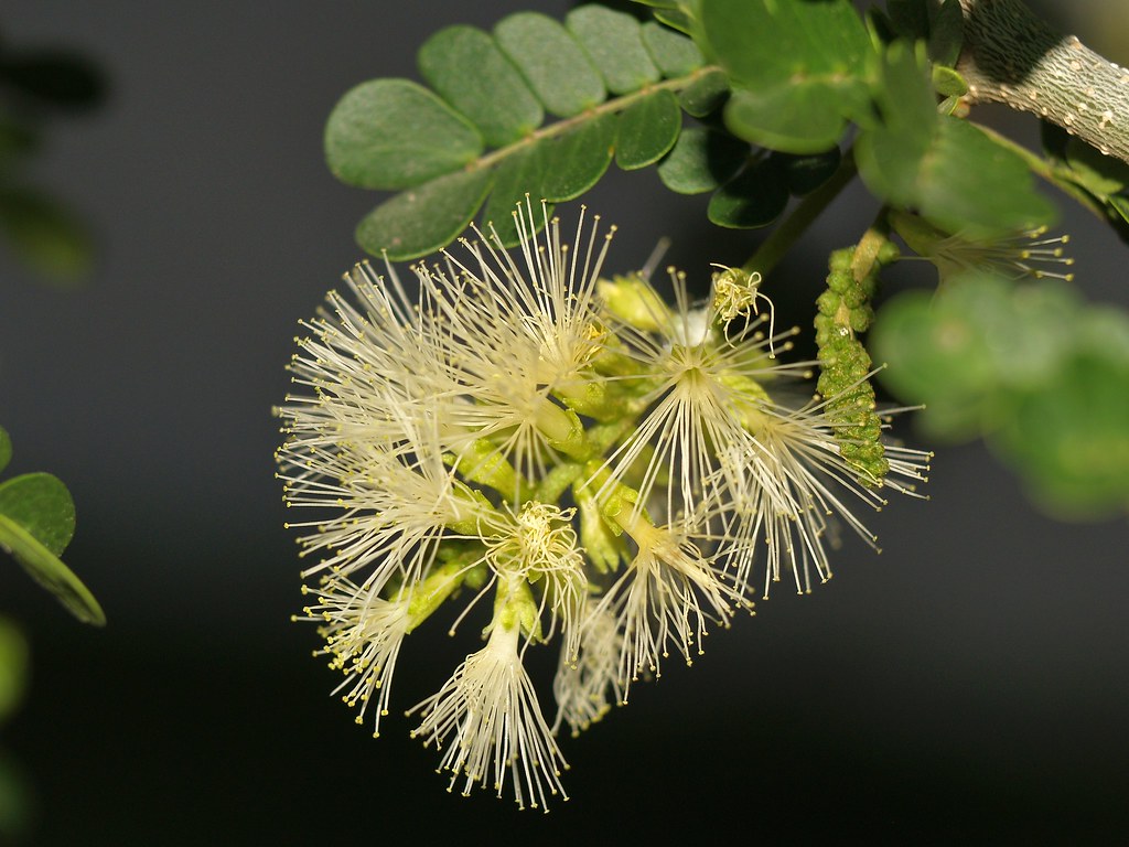 Ébano (Ebenopsis ebano), FLORES | Es un árbol muy apreciado … | Flickr