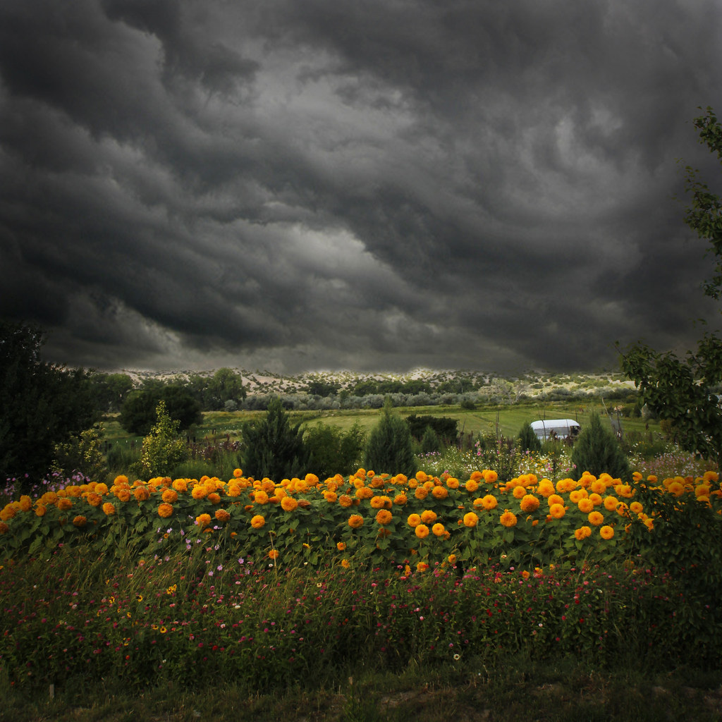 storm over sunflowers by bob merco