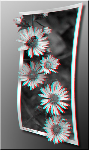 blackandwhite bw flower nature photoshop bug insect outside outdoors effects stereoscopic 3d weed brian border manipulation monotone ps stereo frame wallace wildflowers grayscale hb outofbounds stereoscopy oof oob stereographic outofframe historybrush 2d3d brianwallace stereoimage pixelshift outofborder stereopicture convesion