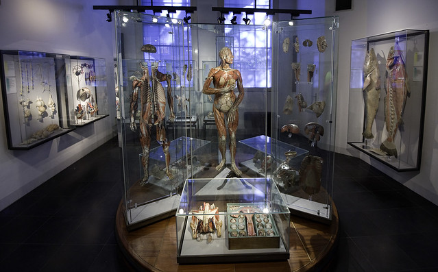 Boerhaave Museum, anatomical models