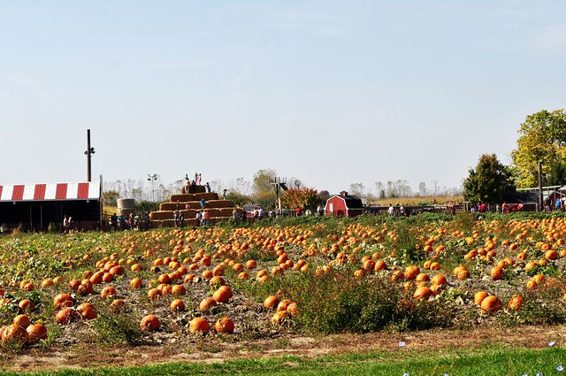 Blakes Cider Mill - Pumpkin Yard
