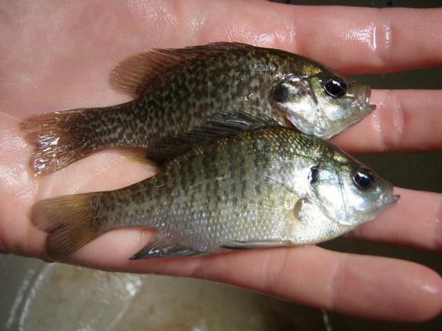 Pumpkinseed vs Bluegill, Although these two fish are striki…