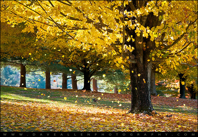 Autumn Maple Trees Fall Foliage - Wonderland