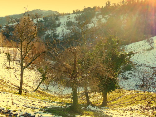 Mountain trees by Daniele Sala Photography©, november autumn trees winter light sunset sky horses italy horse sun mountain snow tree nature color