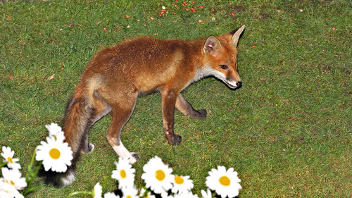 wildlifecafe whitesock nikond810 nikon70200mmf28ii yongnuoflash fox foxcub