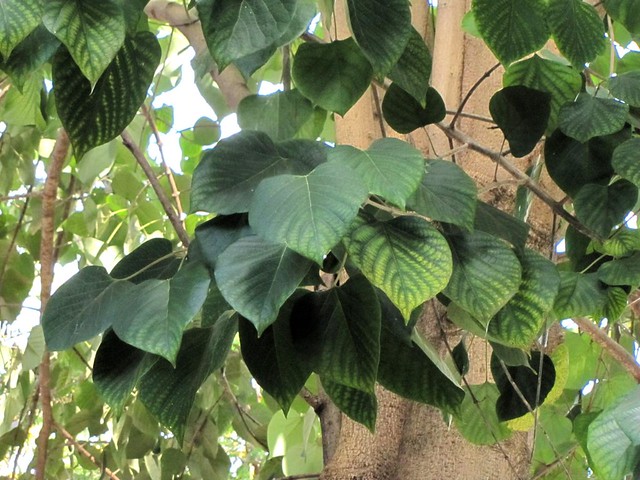 Gmelina arborea