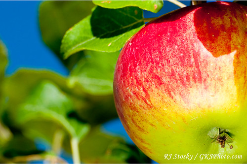 Sunrise Apple | This last week&amp;#39;s assignment was &amp;quot;RGB&amp;quot; (Red, … | Flickr
