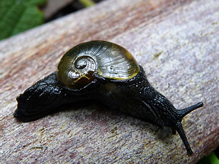 Primitive snail | by Boobook48