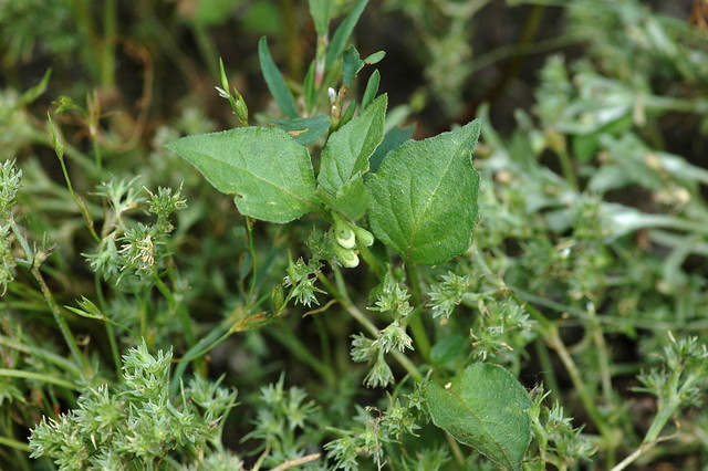 Fallopia convolvulus (Black-bindweed / Zwaluwtong) & Scleranthus annuus ssp. annuus (German knotweed / Eenjarige hardbloem)