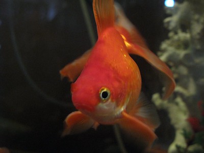 Goldfish Friend