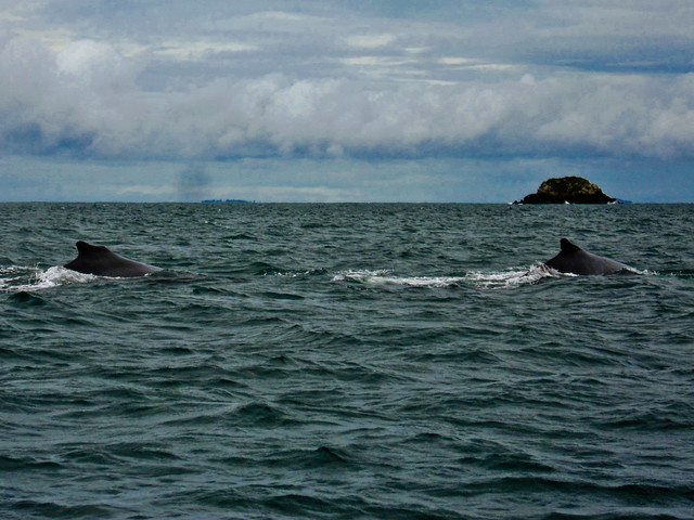 Boca Brava 14 - Whales