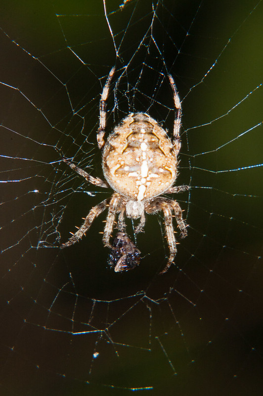 Female spider