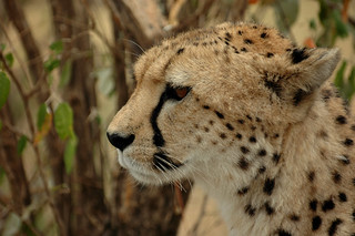Cheetah portrait | by J☺han