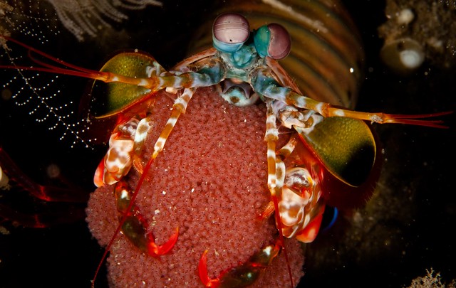 Mantis shrimp with eggs by Evolution Diving, Malapascua, The Philippines.  www.evolution.com.ph