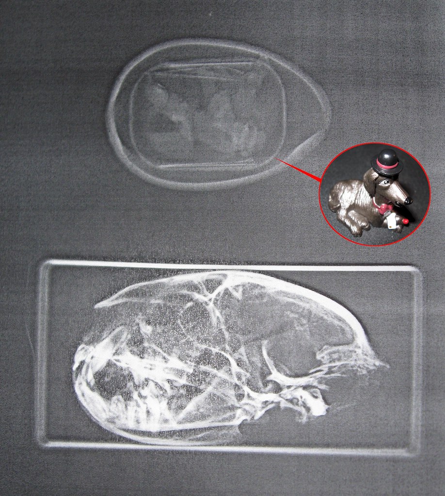x-rays are cool for cats (and dogs)!