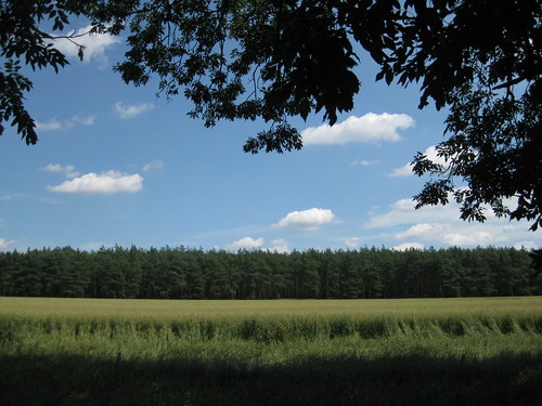 las field forest landscape poland polska pole polen wielkopolska krajobraz greaterpoland radłowo