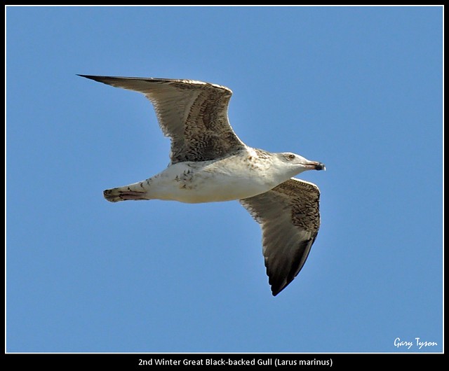 2nd Winter Great Black-Backed Gull